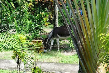 ***  Gites Soleil Couchant Hotel Deshaies Guadeloupe